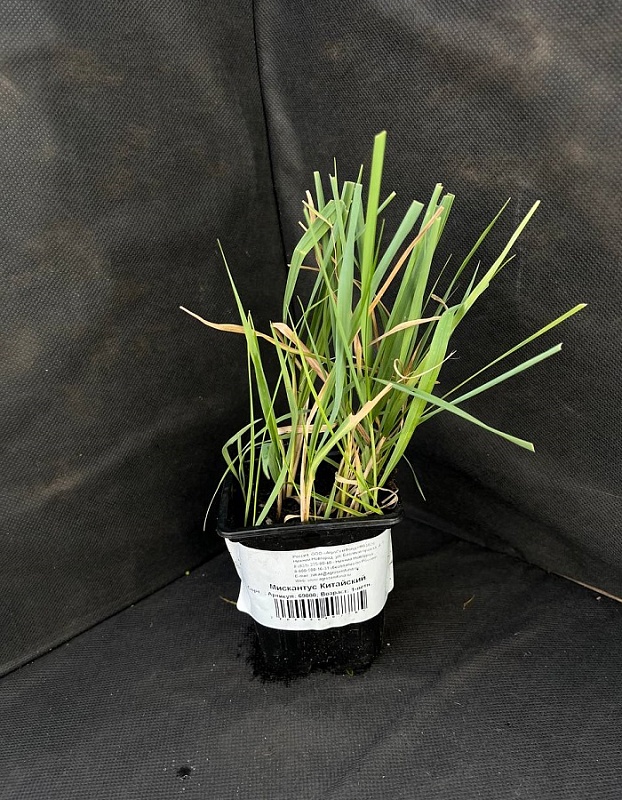 Мискантус Китайский Эрли Гибридс 1 шт Р9